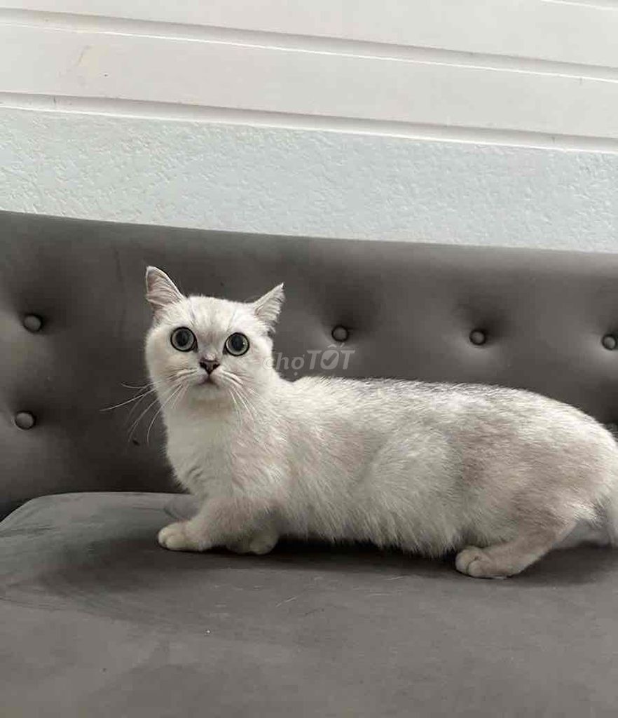 Mèo Munchkin cái trắng gần 1 tuổi. Mua bán Mèo tại Thành phố Thủ Đức Tp Hồ Chí Minh được đăng bởi BÁN THÚ CƯNG KHÔNG ĐĂNG ẢNH LỪA ĐẢO  hình 1