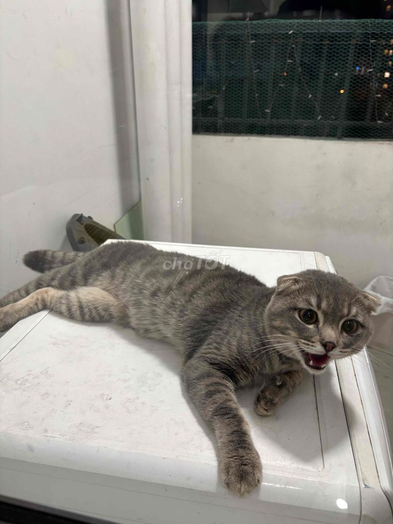 Mèo Anh lông ngắn đực 1 tuổi. Mua bán Mèo tại Thành phố Thủ Đức Tp Hồ Chí Minh được đăng bởi Nghi Đào hình 1