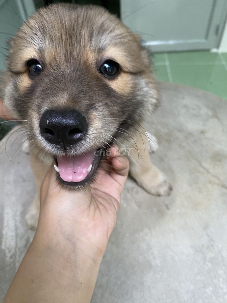 Chó con Đực, Cái màu Nâu. Mua bán Chó tại Thành phố Thuận An Bình Dương được đăng bởi Phượng hình 1