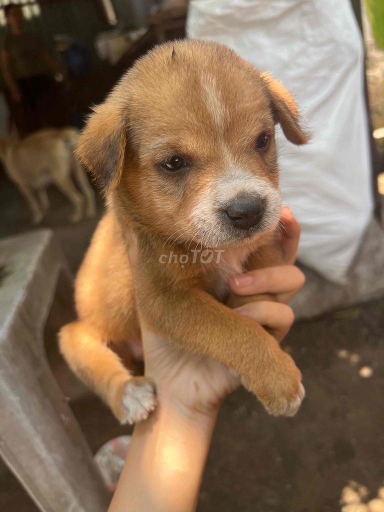chó biết ăn r. Mua bán Chó tại Thành phố Dĩ An Bình Dương được đăng bởi Phương Anh hình 1