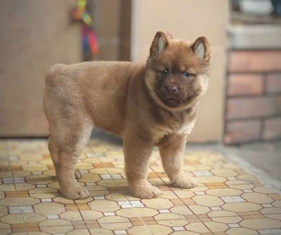 Mông cộc cái lưỡi đốm