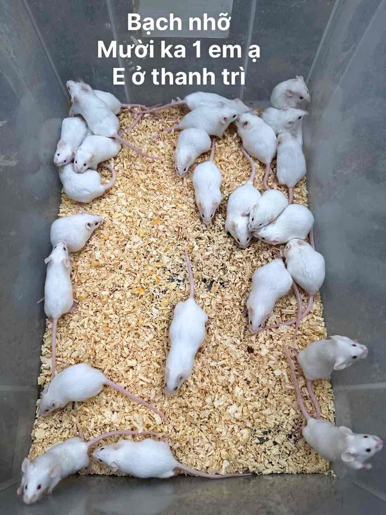 Chuột bạch nhỡ. Mua bán Thú cưng khác tại Huyện Thanh Trì Hà Nội được đăng bởi Ngọc anh hình 1