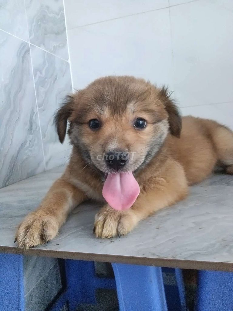 Chó Golden f dễ thương mập ú ngoan hiền. Mua bán Chó tại Quận 6 Tp Hồ Chí Minh được đăng bởi Tăng Chí Lương  hình 1