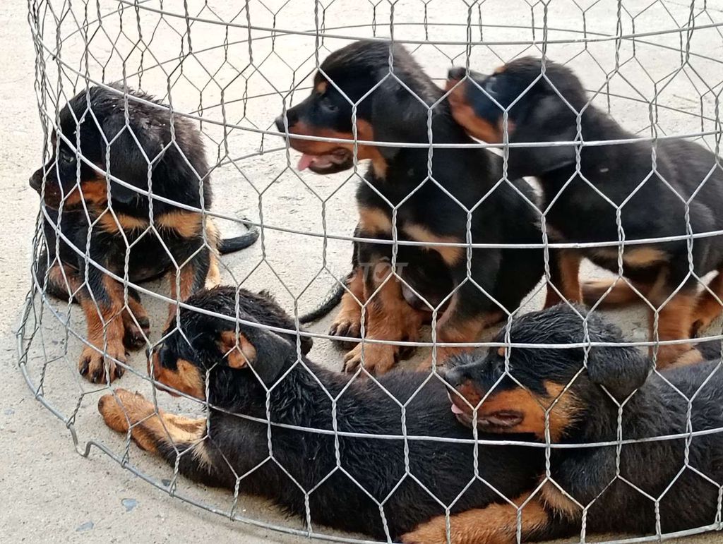 Chó Rottweiler Đực Cái Đã chích ngừa. Mua bán Chó tại Thành phố Sa Đéc Đồng Tháp được đăng bởi Nhân Rottweiler  hình 1