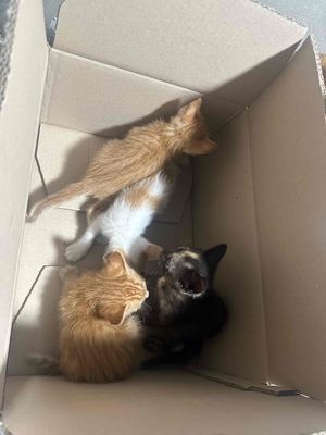 Mèo ta Vàng đen trắng