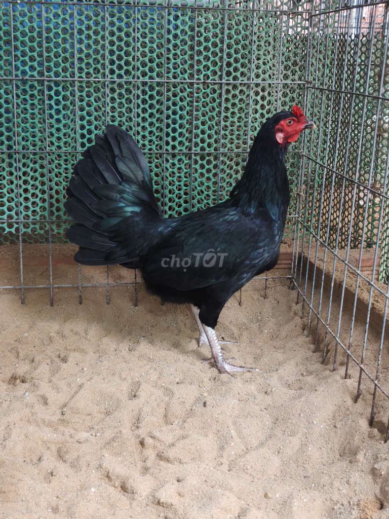 Gà mái nòi ô 2kg Chân trắng điểm. Mua bán Gà tại Huyện Hóc Môn Tp Hồ Chí Minh được đăng bởi Trần Hạo Nam hình 1