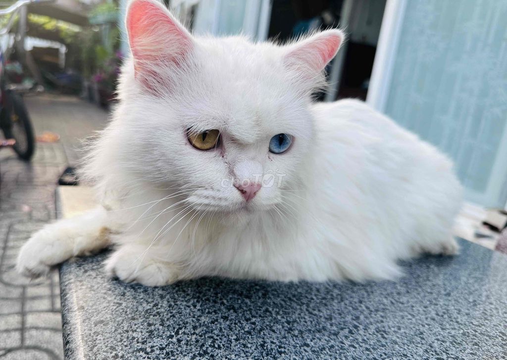 Mèo lông dài hai màu. Mua bán Mèo tại Quận 8 Tp Hồ Chí Minh được đăng bởi DoBen hình 1