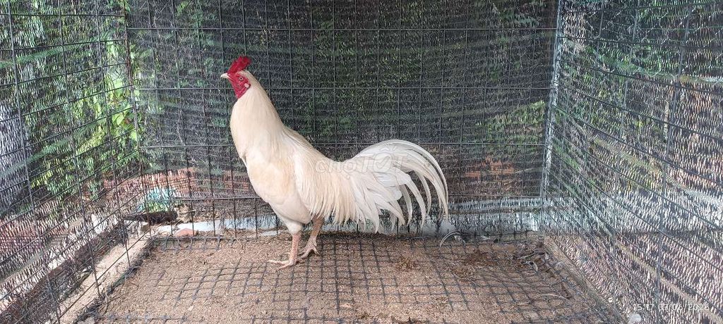 Gà Thái Mỹ 2.9kg. Mua bán Gà tại Huyện Cai Lậy Tiền Giang được đăng bởi Thịnh Cai Lậy Tiền Giang hình 1