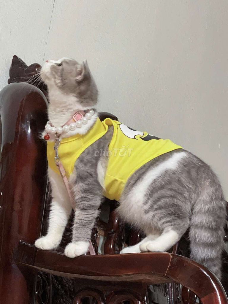 Mèo Scottish Fold Trắng xám. Mua bán Mèo tại Quận Cầu Giấy Hà Nội được đăng bởi Vũ Nguyễn hình 1