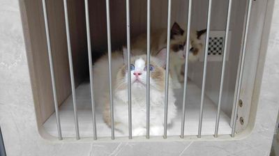 vài em mèo  Ragdoll thuần chủng cần gả gấp lúa mềm. Mua bán Mèo tại Quận Nam Từ Liêm Hà Nội được đăng bởi Bảo Ngọc
