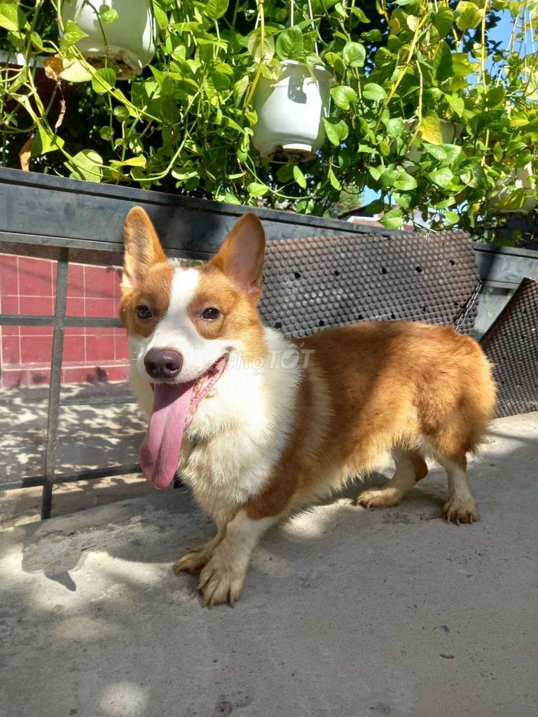 Bán chó đực giống corgi trưởng thành