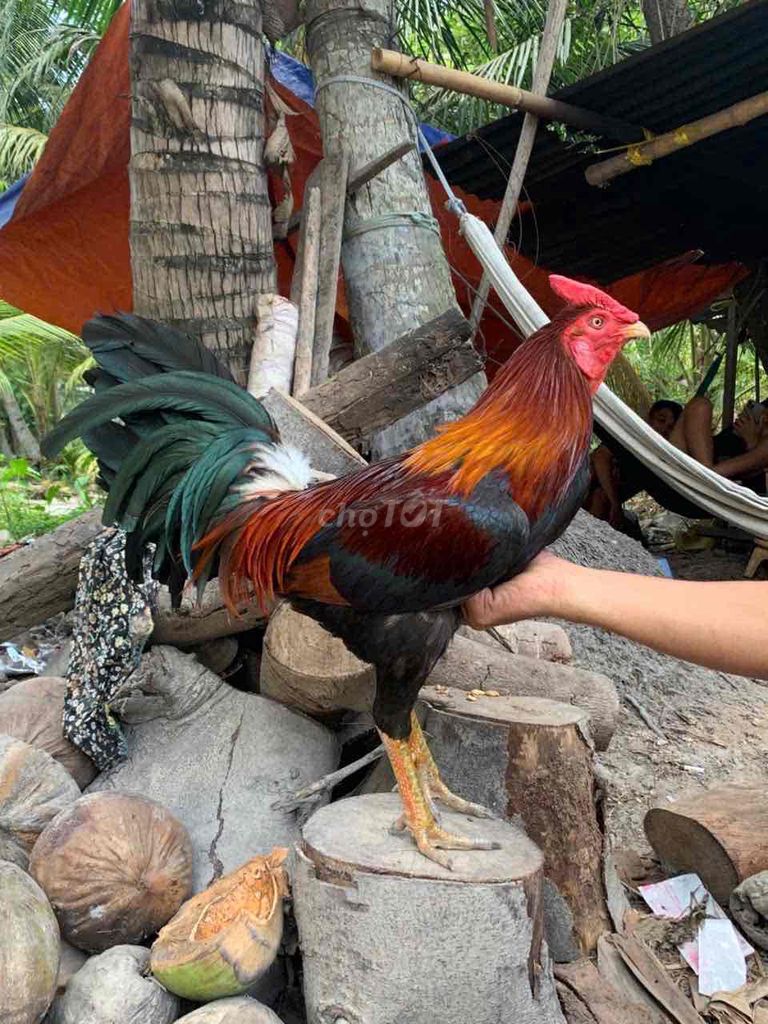 Điều Cắt Chân Xanh 3k1. Mua bán Gà tại Thành phố Vĩnh Long Vĩnh Long được đăng bởi Thanh hình 1