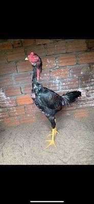 Gà trống Đen Đực khỏe mạnh. Mua bán Gà tại Quận Liên Chiểu Đà Nẵng được đăng bởi Trần Văn Đức