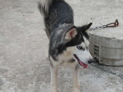 Chó Husky Cái Zin