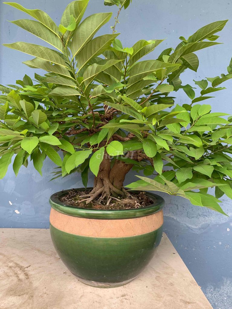 Bonsai mãng cầu Na