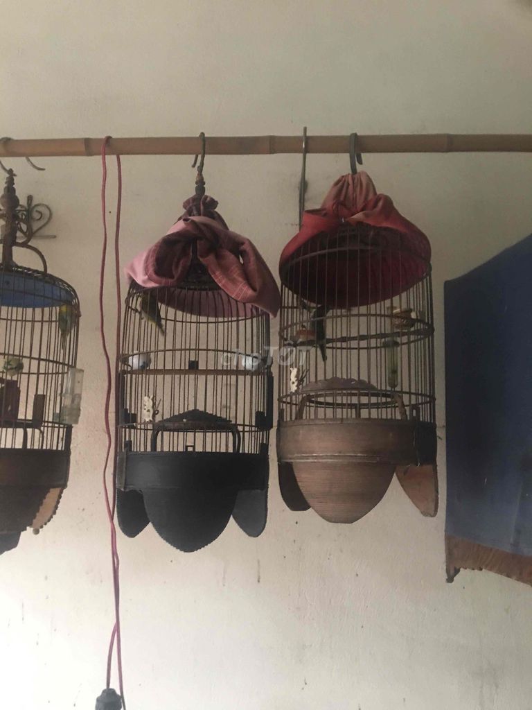 Chim khuyên. Mua bán Chim tại Quận Long Biên Hà Nội được đăng bởi Vũ Thanh hình 1