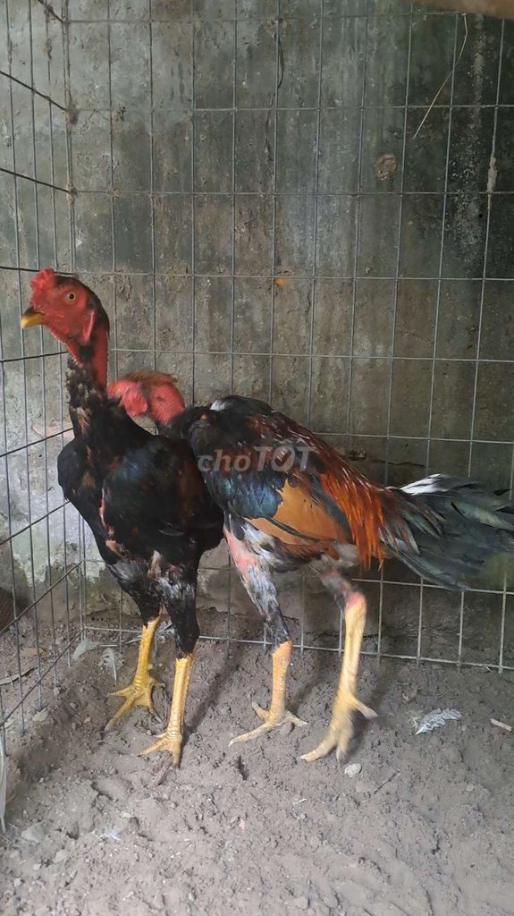 Gà tơ đực 2.3kg. Mua bán Gà tại Thị xã Bến Cát Bình Dương được đăng bởi điền nguyễn  hình 1