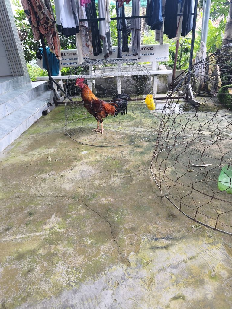 Gà tơ 2.8 kg. Mua bán Gà tại Huyện Hòn Đất Kiên Giang được đăng bởi Tấn anh hình 1