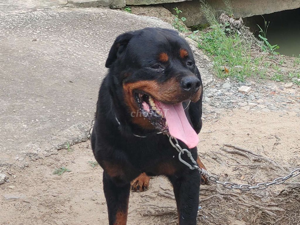 Đực Khủng Long... Mua bán Chó tại Thành phố Tây Ninh Tây Ninh được đăng bởi Nhân Rottweiler  hình 3