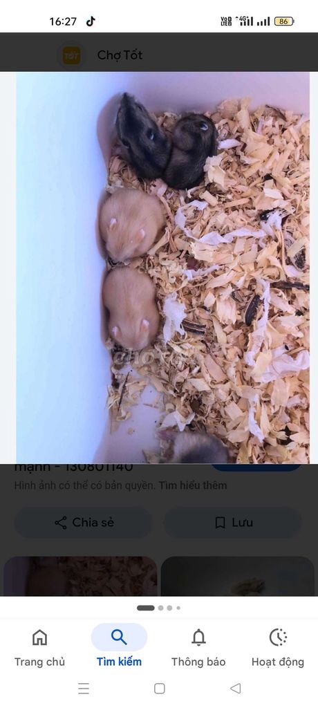 Chuột Hamster nhiều màu 2 con. Mua bán Thú cưng khác tại Quận Đống Đa Hà Nội được đăng bởi Nhím Con hình 1