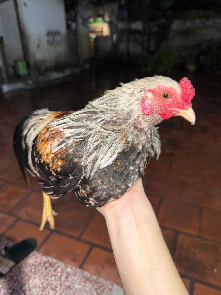 Gà cảnh Đa sắc Khỏe mạnh Làm cảnh. Mua bán Gà tại Huyện Đông Anh Hà Nội được đăng bởi Văn Đan  hình 1