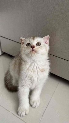 Mèo Anh lông ngắn xám nâu, thuần chủng 2 tháng