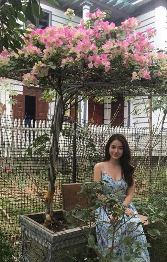 Cây cảnh Hoa giấy Phớt hồng. Mua bán Cây cảnh, đồ trang trí tại Thành phố Huế Thừa Thiên Huế được đăng bởi huemuaban hình 1