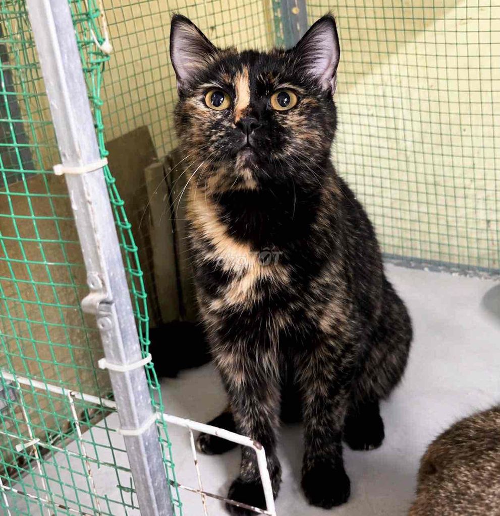 Mèo Anh cái tơ Đồi mồi. Mua bán Mèo tại Quận 11 Tp Hồ Chí Minh được đăng bởi Duyên Duyên hình 1