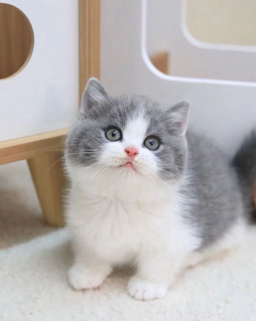 Munchkin chân ngắn Bicolor. Mua bán Mèo tại Quận 1 Tp Hồ Chí Minh được đăng bởi O PET  Thế Giới Thú Cưng hình 6
