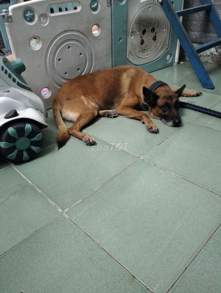 Chó lai đực. Mua bán Chó tại Huyện Đức Hòa Long An được đăng bởi Nhìn Nhìn hình 1