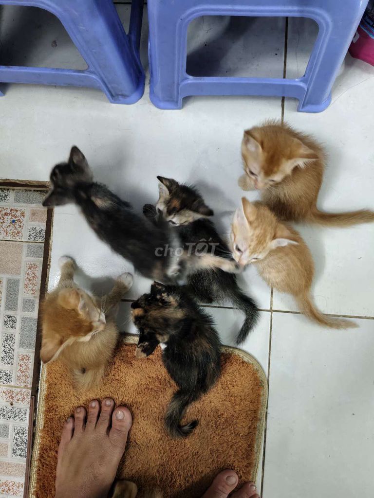 Mèo con nhiều màu. Mua bán Mèo tại Quận Tân Bình Tp Hồ Chí Minh được đăng bởi Nguyễn Vinh hình 1