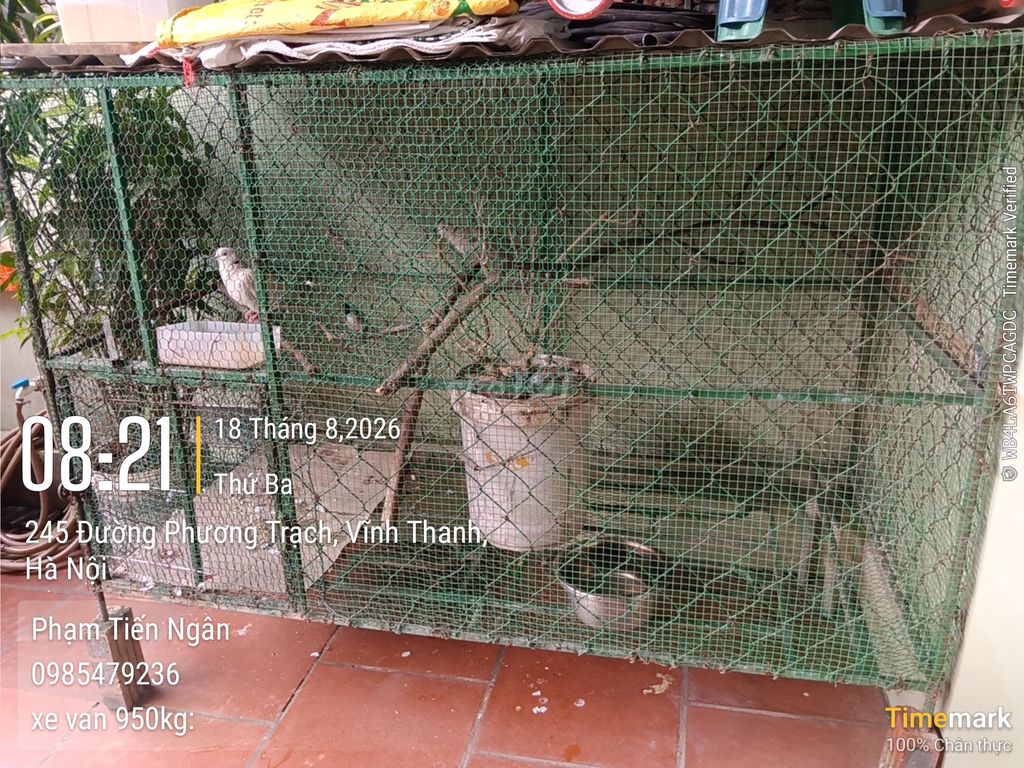 Chim Khướu Đực 3 năm Đang thay lông hót. Mua bán Chim tại Huyện Đông Anh Hà Nội được đăng bởi ngân hình 1