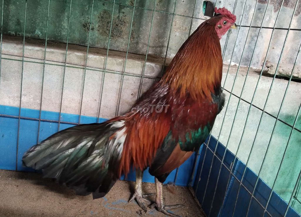 xanh cựa đùm 2.25kg. Mua bán Gà tại Huyện Mỹ Xuyên Sóc Trăng được đăng bởi Trần Hùng hình 1