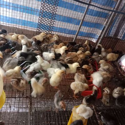 Gà 1 tuần tuổi gà tàu, nòi, ai cập, H'mông. Mua bán Gà tại Huyện Củ Chi Tp Hồ Chí Minh được đăng bởi NguyênNghiã