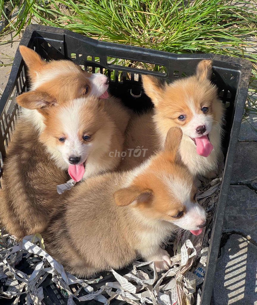 Chó Corgi mông bụ đẹp. Mua bán Chó tại Quận Cẩm Lệ Đà Nẵng được đăng bởi Anh Pet Shop hình 4