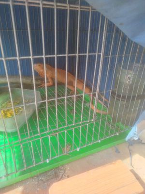 Thanh lý không có thời gian nuôi