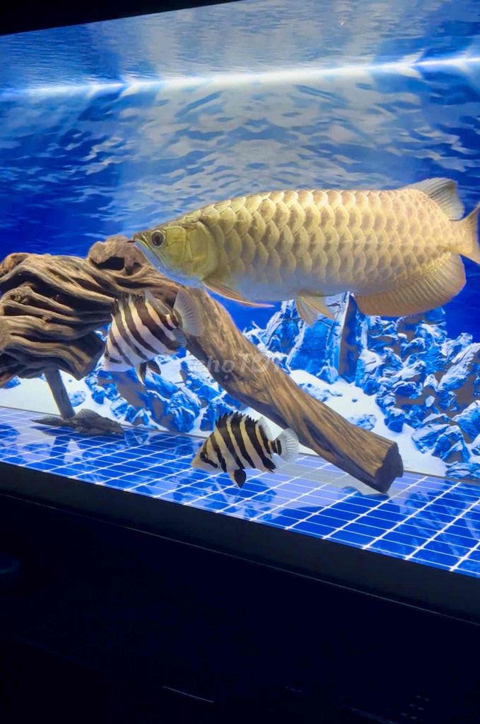 cá hổ sumatra vip. Mua bán Thú cưng khác tại Quận 8 Tp Hồ Chí Minh được đăng bởi Trần Vĩnh Khang hình 1