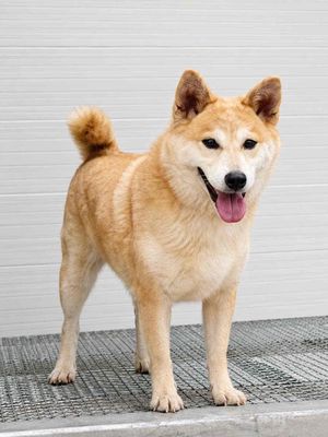 🍒🍒 SHIBA-INU THUẦN CHỦNG -CÁI- NGOAN KO TẬT LỖI🍒🍒