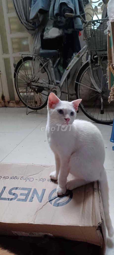 Mèo đực trắng đã tiêm 2 mũi. Mua bán Mèo tại Quận 3 Tp Hồ Chí Minh được đăng bởi HongVu hình 1