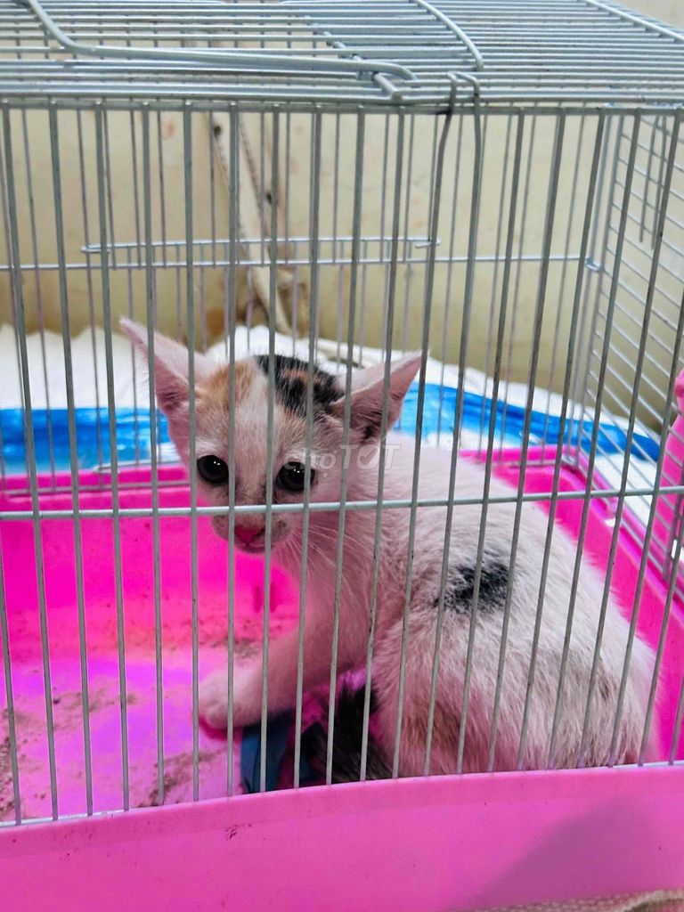Mèo Ta Trắng Đen Cam. Mua bán Mèo tại Thành phố Thủ Đức Tp Hồ Chí Minh được đăng bởi Hàn Thiên Long hình 1