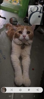 Mèo con lai Xiêm đẹp,mắt xanh lông xù ngắn xinh