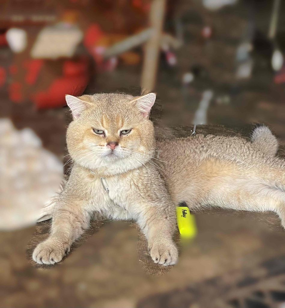 Mèo Golden Đực Vàng Thân thiện. Mua bán Mèo tại Thành phố Buôn Ma Thuột Đắk Lắk được đăng bởi Vân hình 1