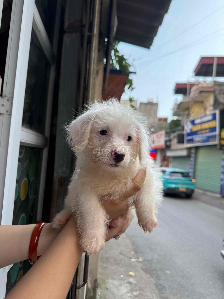 Poodle lai Phốc. Mua bán Chó tại Huyện Thanh Trì Hà Nội được đăng bởi Phương hình 1