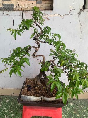 khế siêu trái,bonsai mini