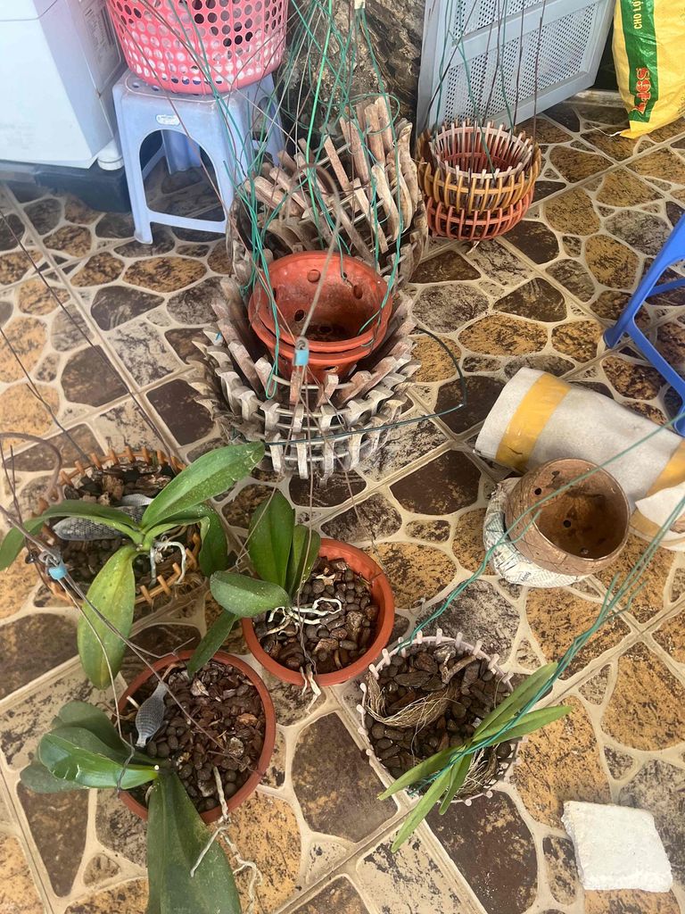 Chậu trồng cây Lan nhựa tre. Mua bán Cây cảnh, đồ trang trí tại Quận Tây Hồ Hà Nội được đăng bởi Vũ Phi Phạm hình 1