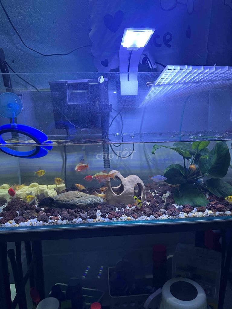 Hồ cá cảnh Bộ lọc, đèn, chân đế. Mua bán Phụ kiện, Thức ăn, Dịch vụ tại Huyện Long Thành Đồng Nai được đăng bởi GoHan hình 1