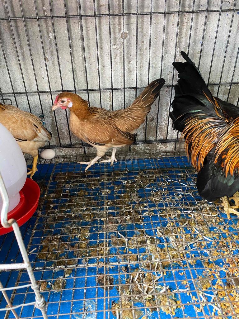 Gà Mái tre bắc cái đang đẻ. Mua bán Gà tại Quận Bình Tân Tp Hồ Chí Minh được đăng bởi An Tâm hình 1