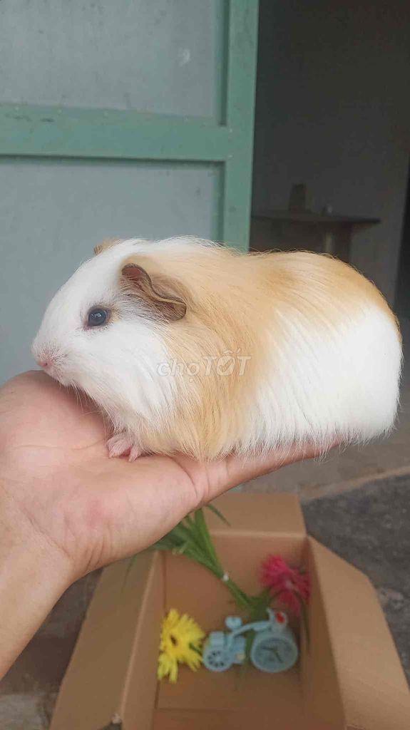 chuột cảnh. Mua bán Thú cưng khác tại Huyện Tiền Hải Thái Bình được đăng bởi Hoi Pham hình 1