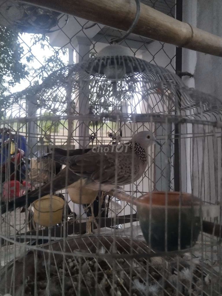 Chim cu gáy non một cặp. Mua bán Chim tại Huyện Dầu Tiếng Bình Dương được đăng bởi Nguyễn Lam hình 1