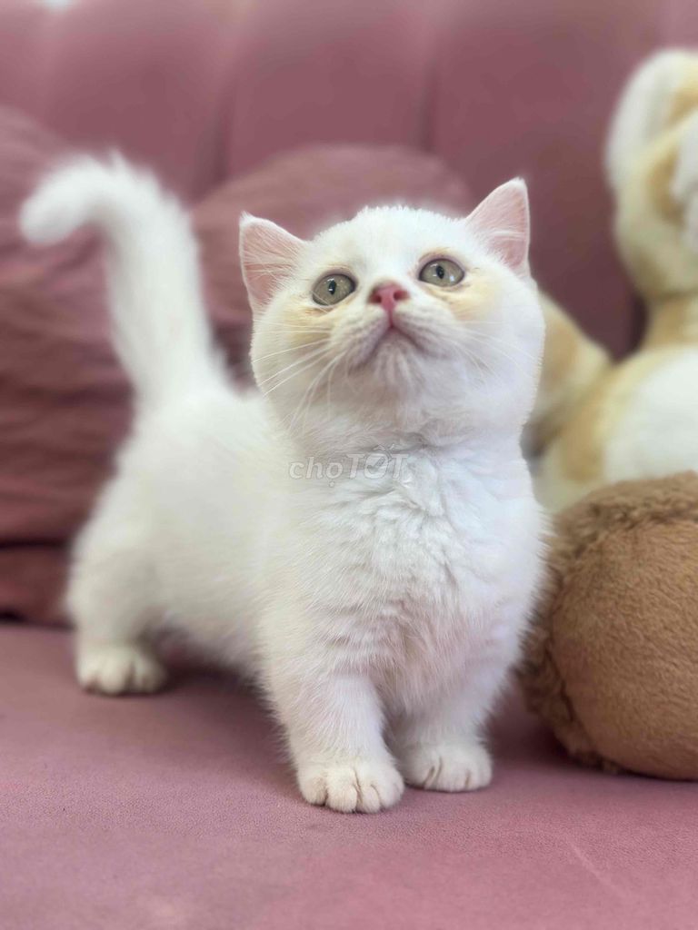 Mèo ALN chân lùn. Mua bán Mèo tại Quận Ninh Kiều Cần Thơ được đăng bởi Bu pets hình 1
